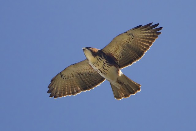 Definitive Basic White-throated Hawk - White-throated Hawk - 