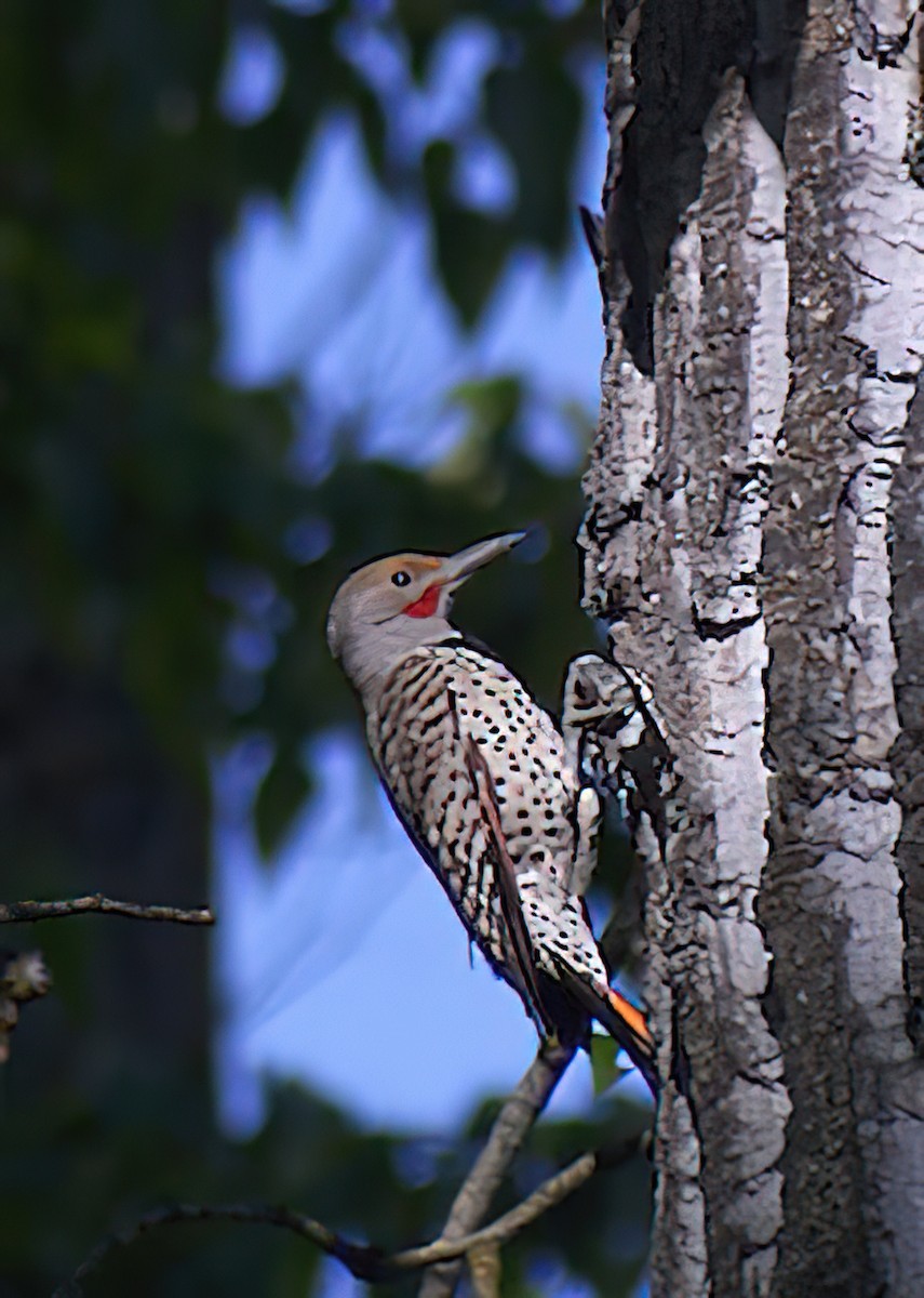 Northern Flicker (Red-shafted) - ML428014361