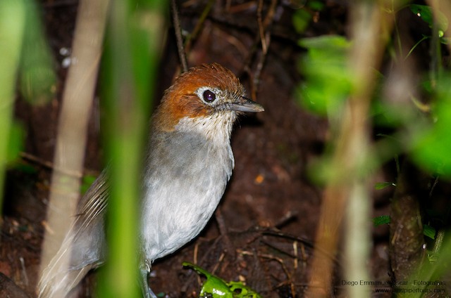 Definitive Basic (Adult). Lateral view. - White-throated Antpitta - 