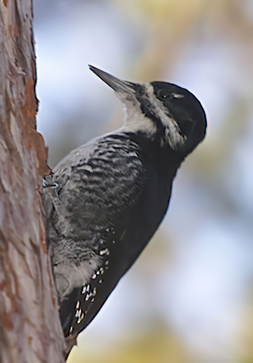 Black-backed Woodpecker - Dan Tallman