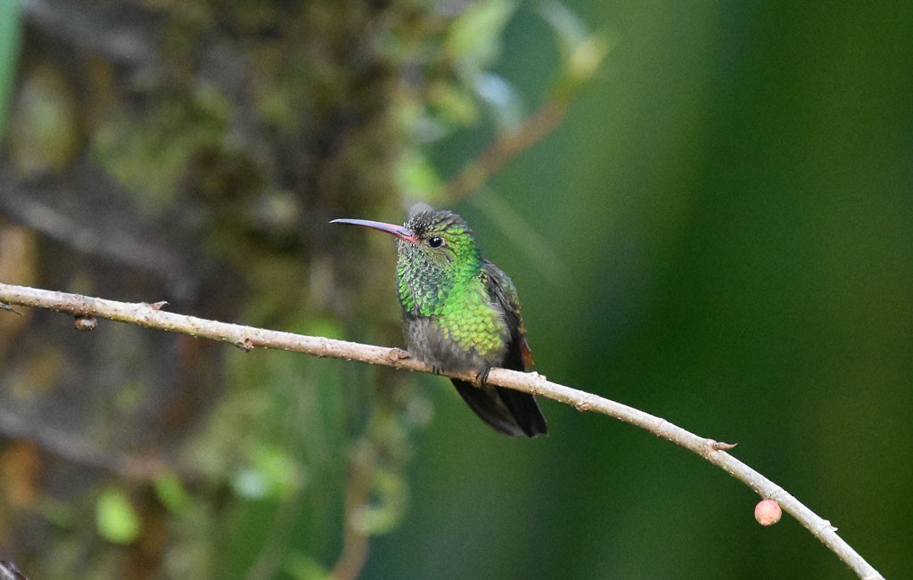 Rufous-tailed Hummingbird - ML42803221