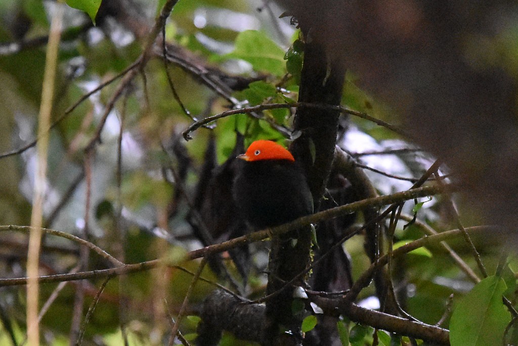 Red-capped Manakin - ML42803301