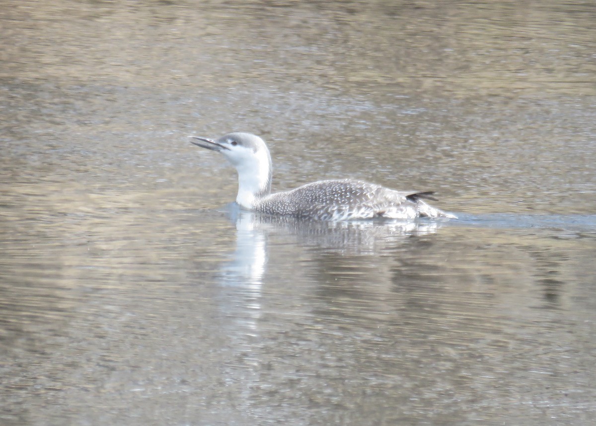 Red-throated Loon - ML428034091