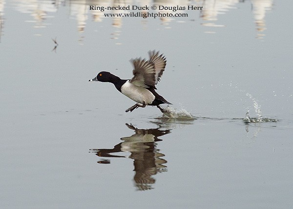 Ring-necked Duck - Douglas Herr