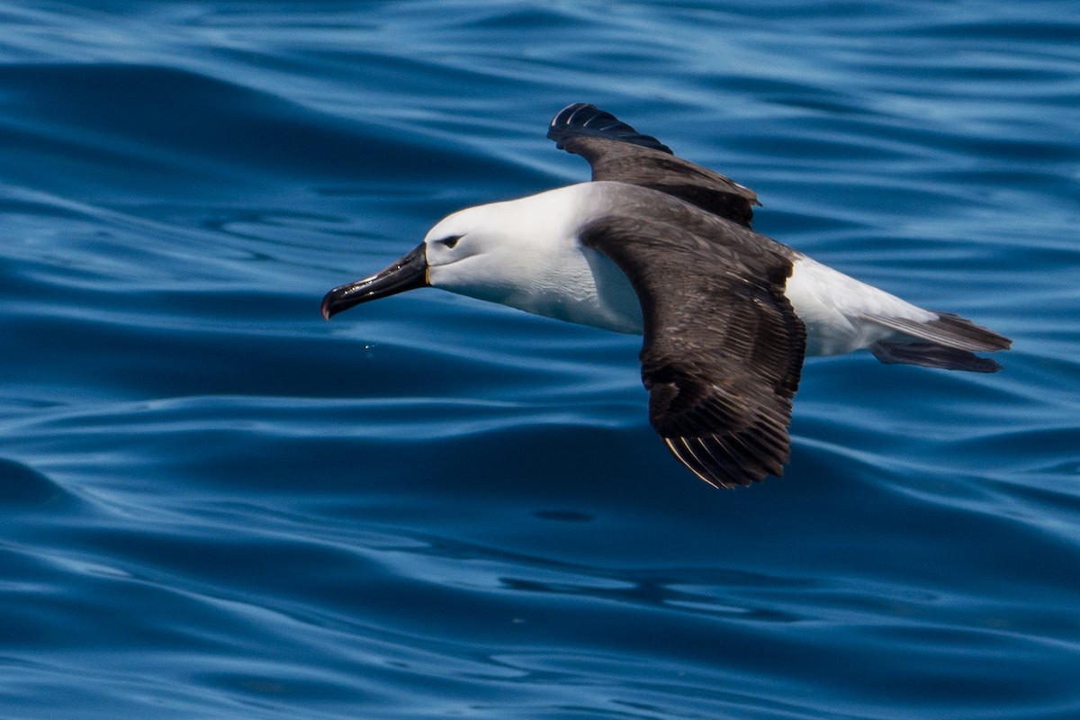 Indian Yellow-nosed Albatross - John  Van Doorn