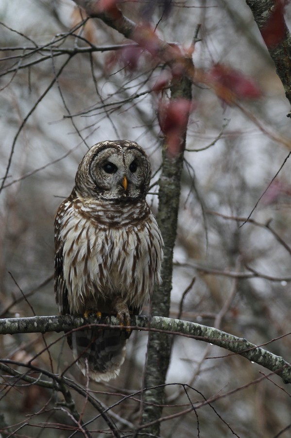 Barred Owl - Bill Hubick