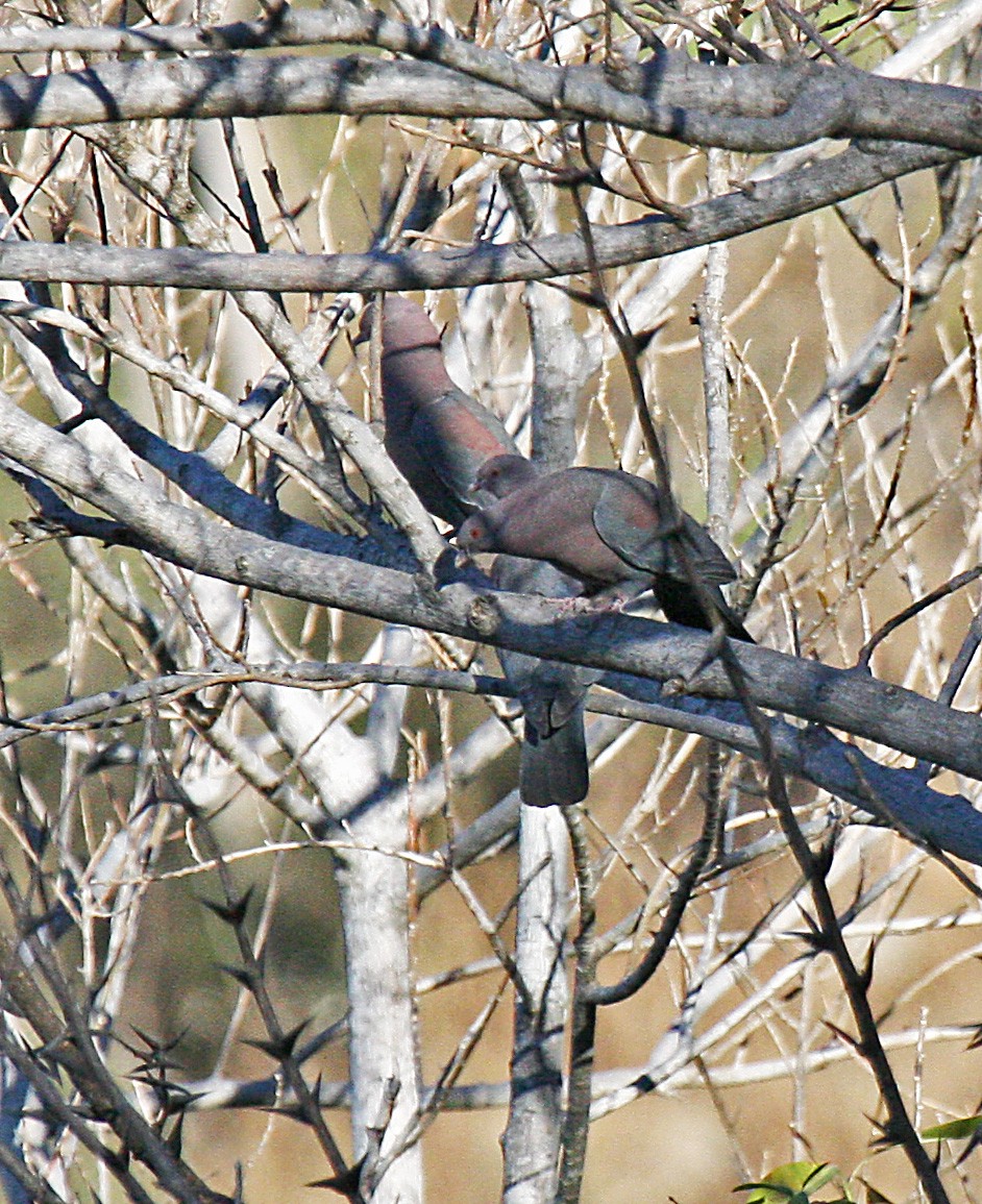 Red-billed Pigeon - Peter Candido