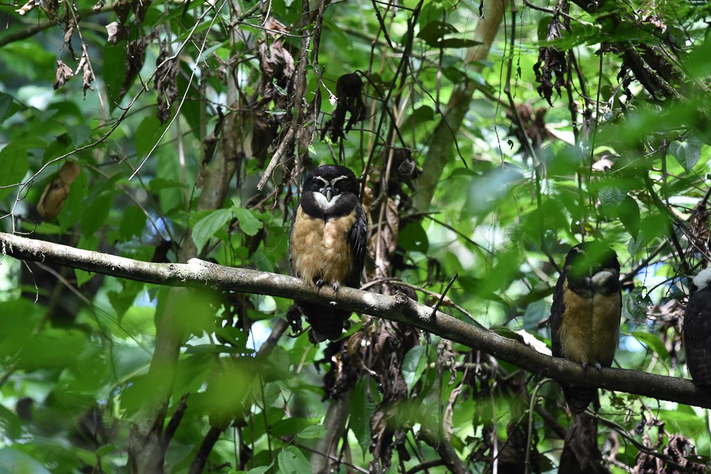 Spectacled Owl - ML42804221