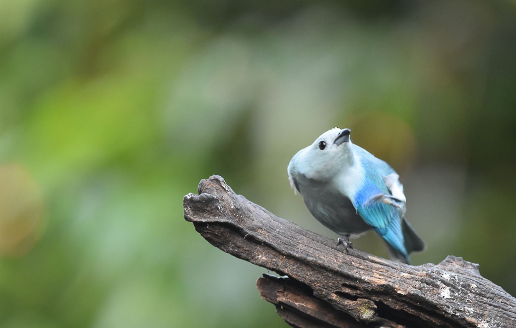 Blue-gray Tanager - ML42804491