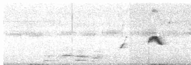 Тиранчик-короткодзьоб південний - ML428047941