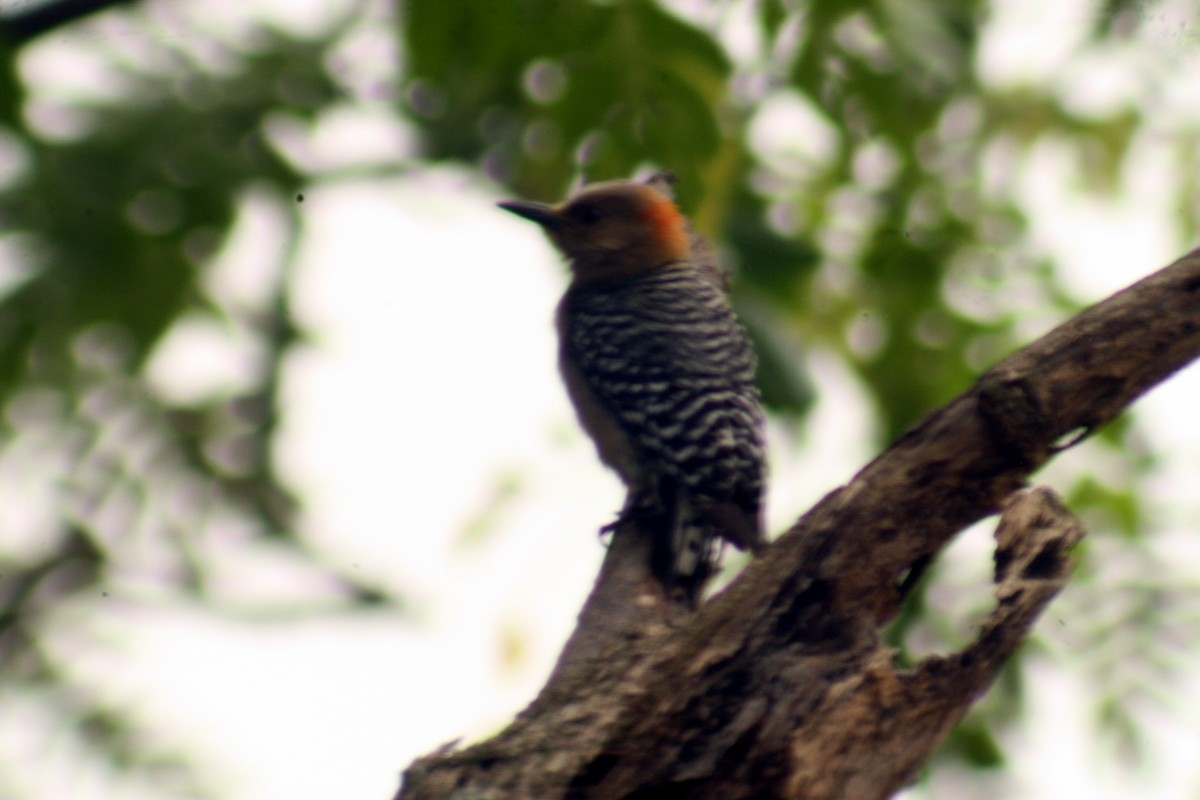 Red-crowned Woodpecker - ML428051981