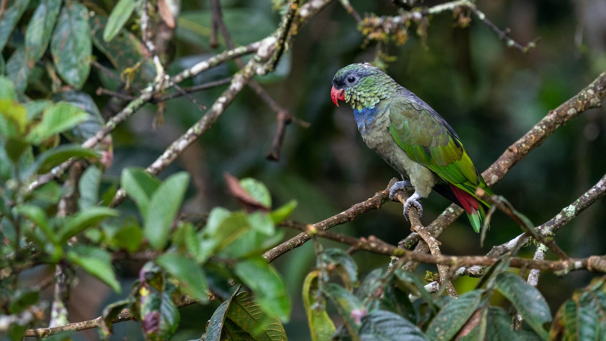 Red-billed Parrot - ML428053031