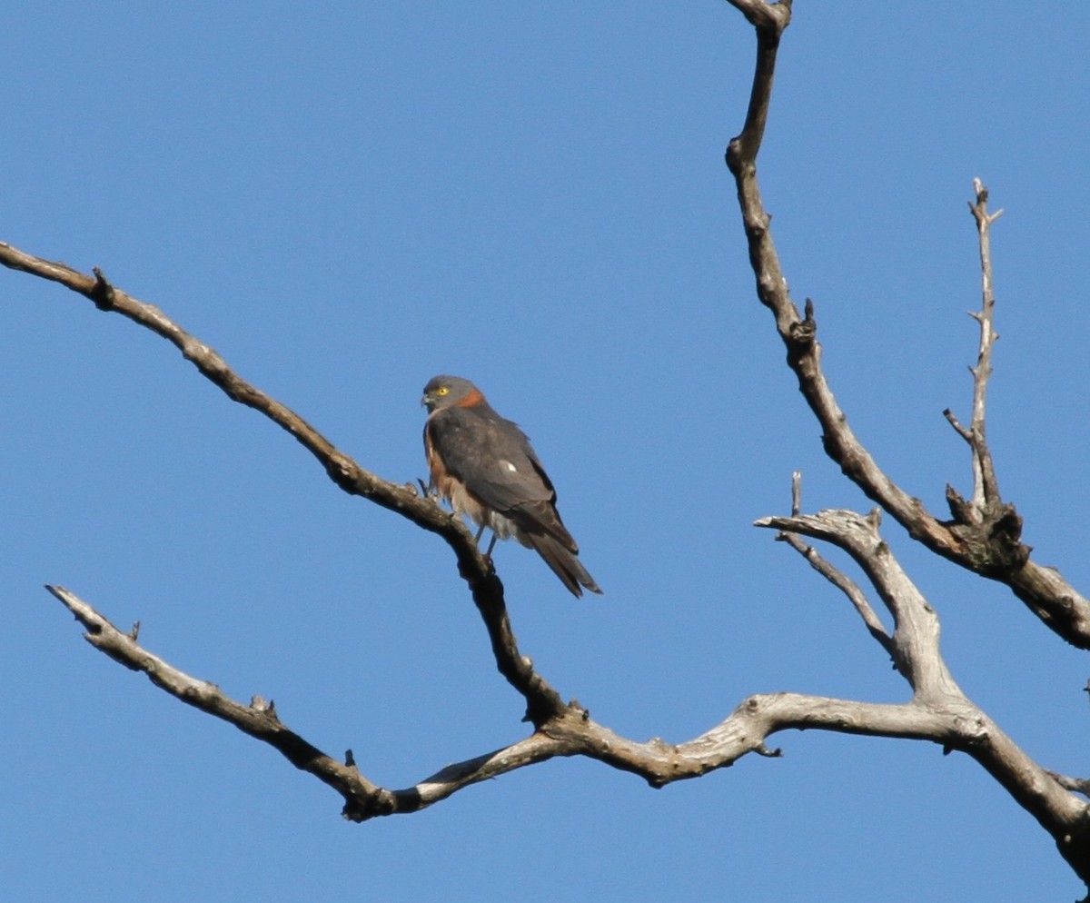 Collared Sparrowhawk - ML42805401
