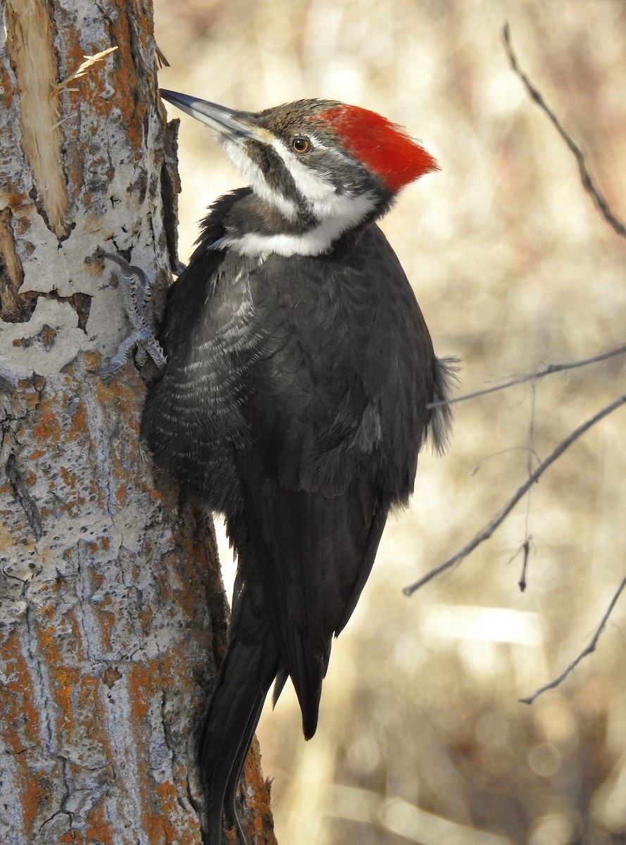 Pileated Woodpecker - ML428055371