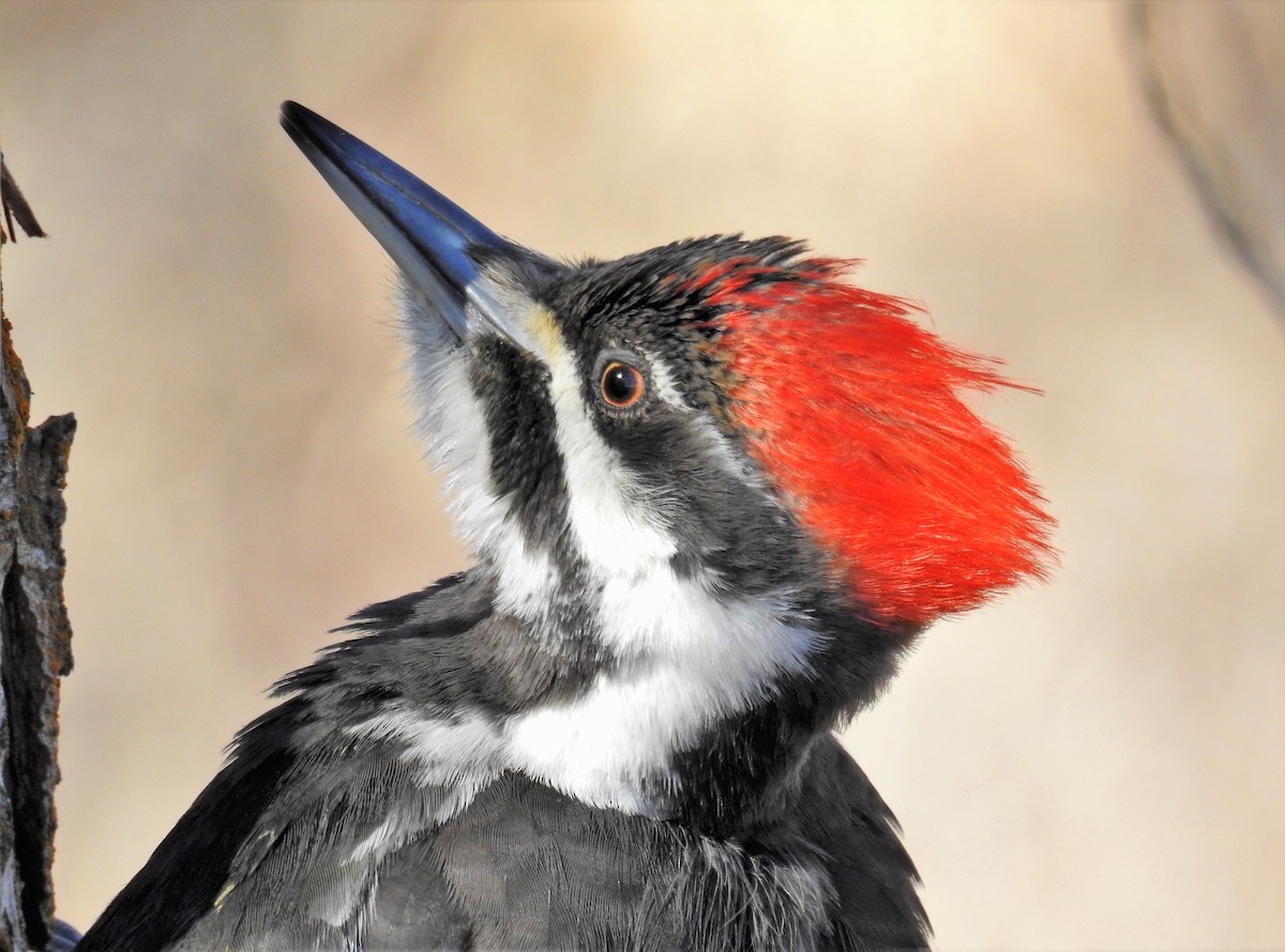 Pileated Woodpecker - ML428055381