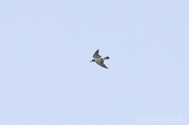 White-breasted Woodswallow - ML42805651