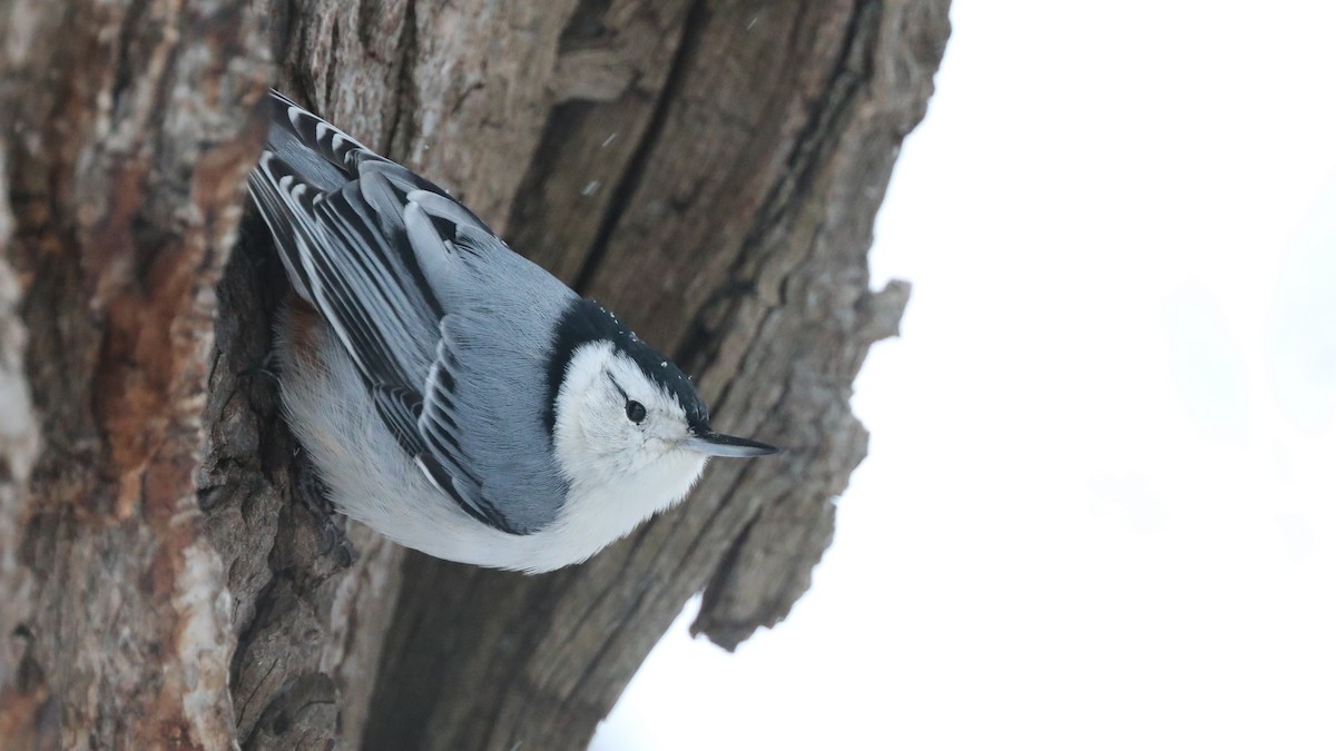 White-breasted Nuthatch - Daniel Jauvin