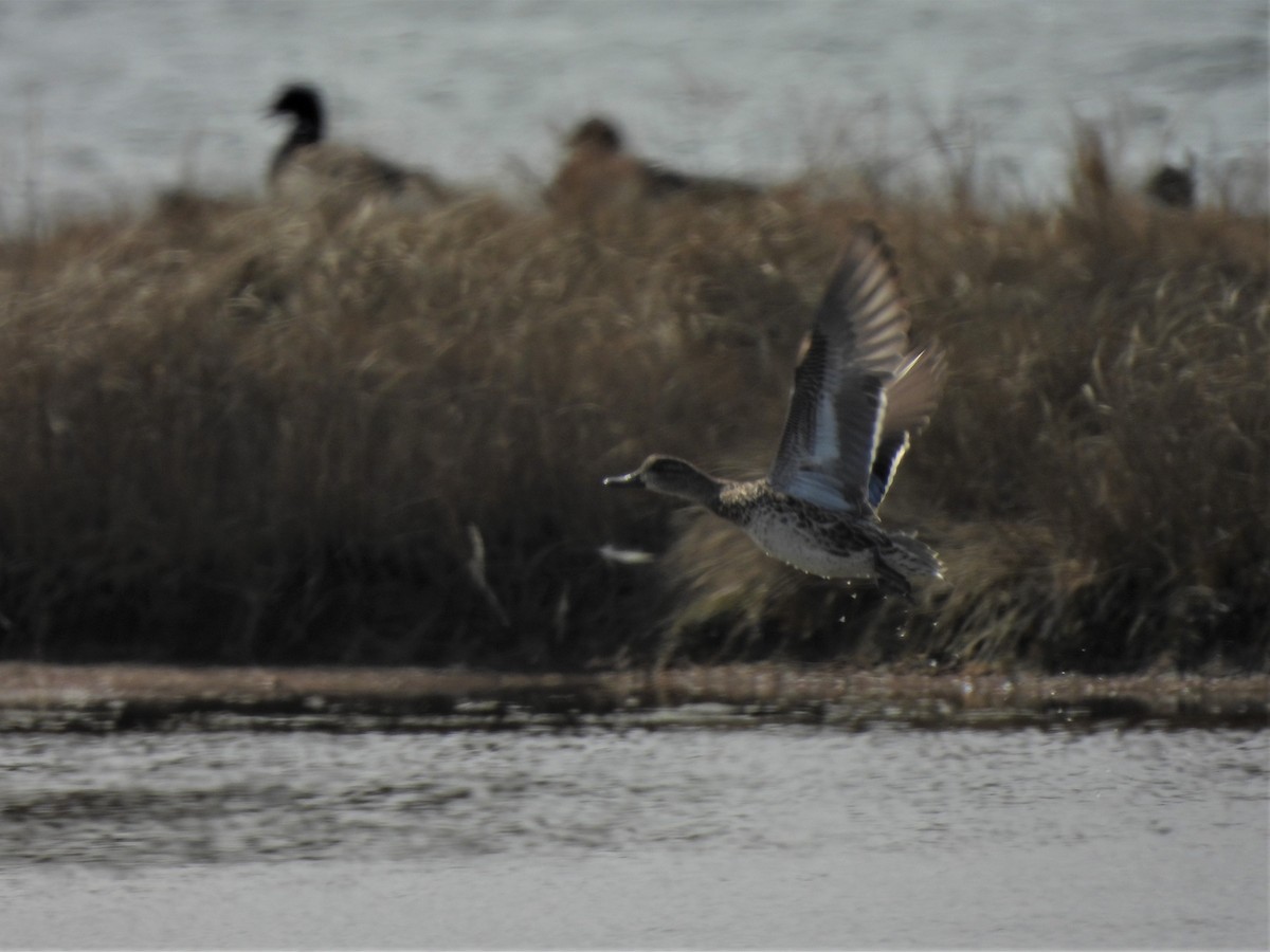 Green-winged Teal - ML428058971