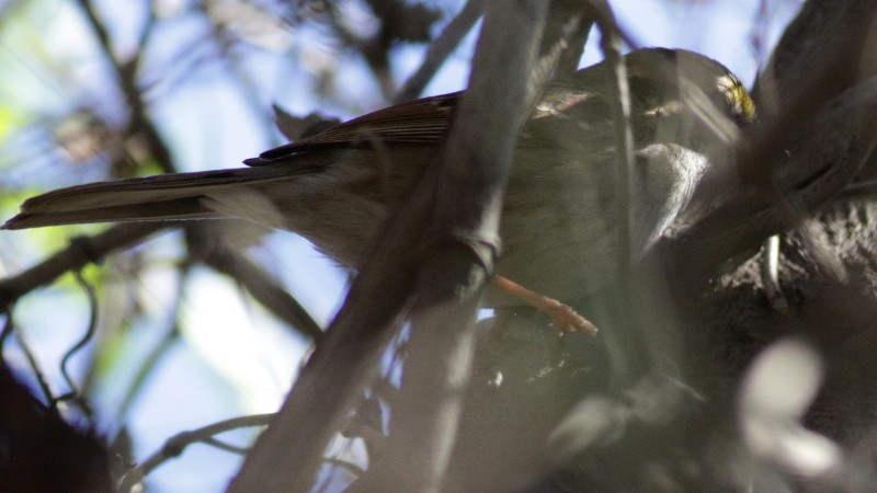 White-throated Sparrow - Mark Scheel