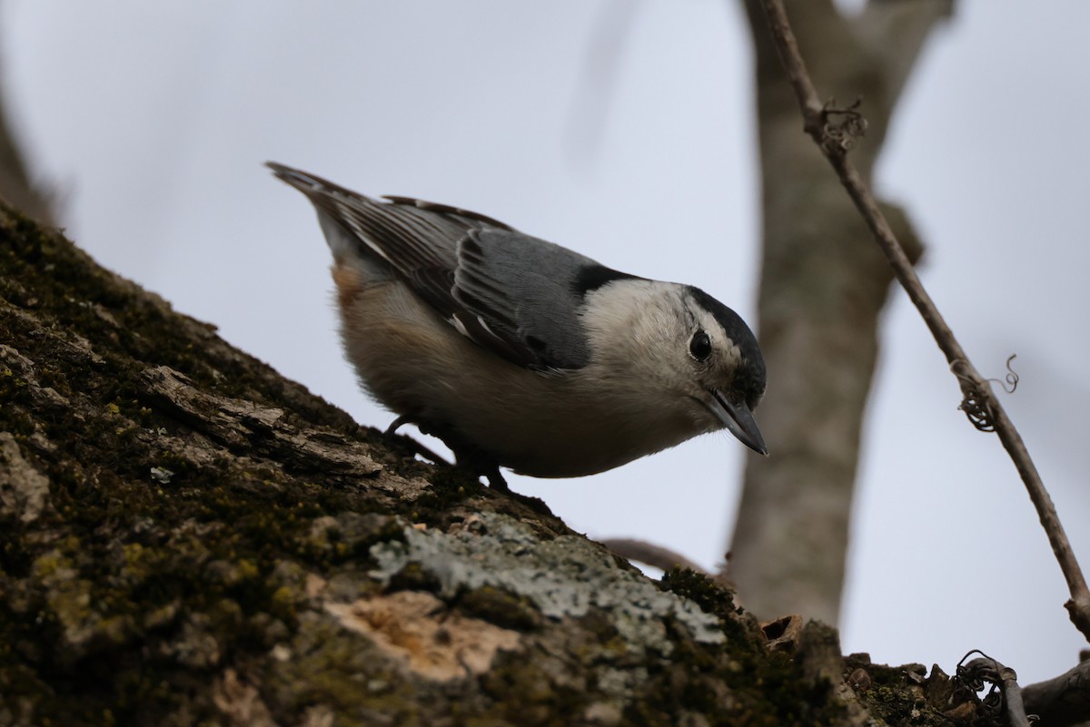 White-breasted Nuthatch - ML428085061