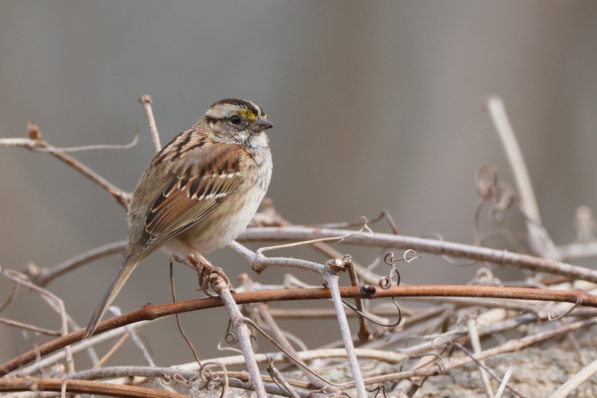 White-throated Sparrow - ML428085601