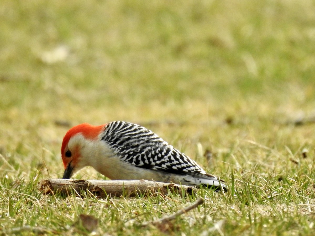 Red-bellied Woodpecker - ML428086511