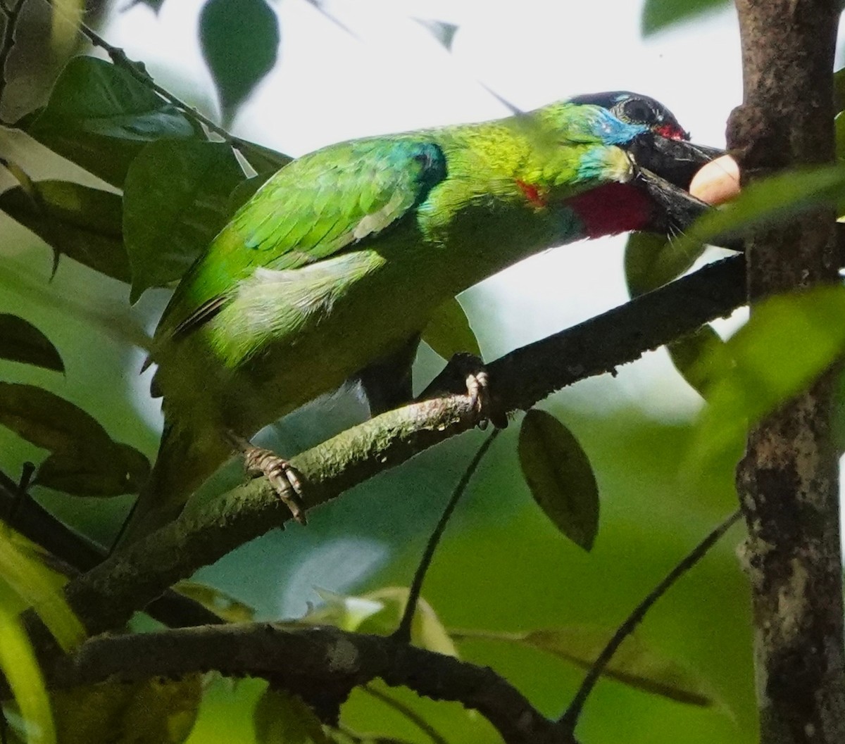 Red-throated Barbet - ML428103521
