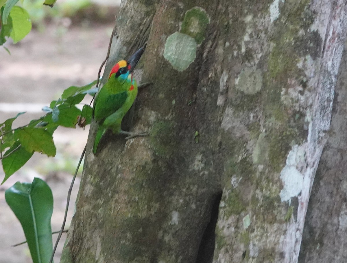 Red-throated Barbet - ML428103601