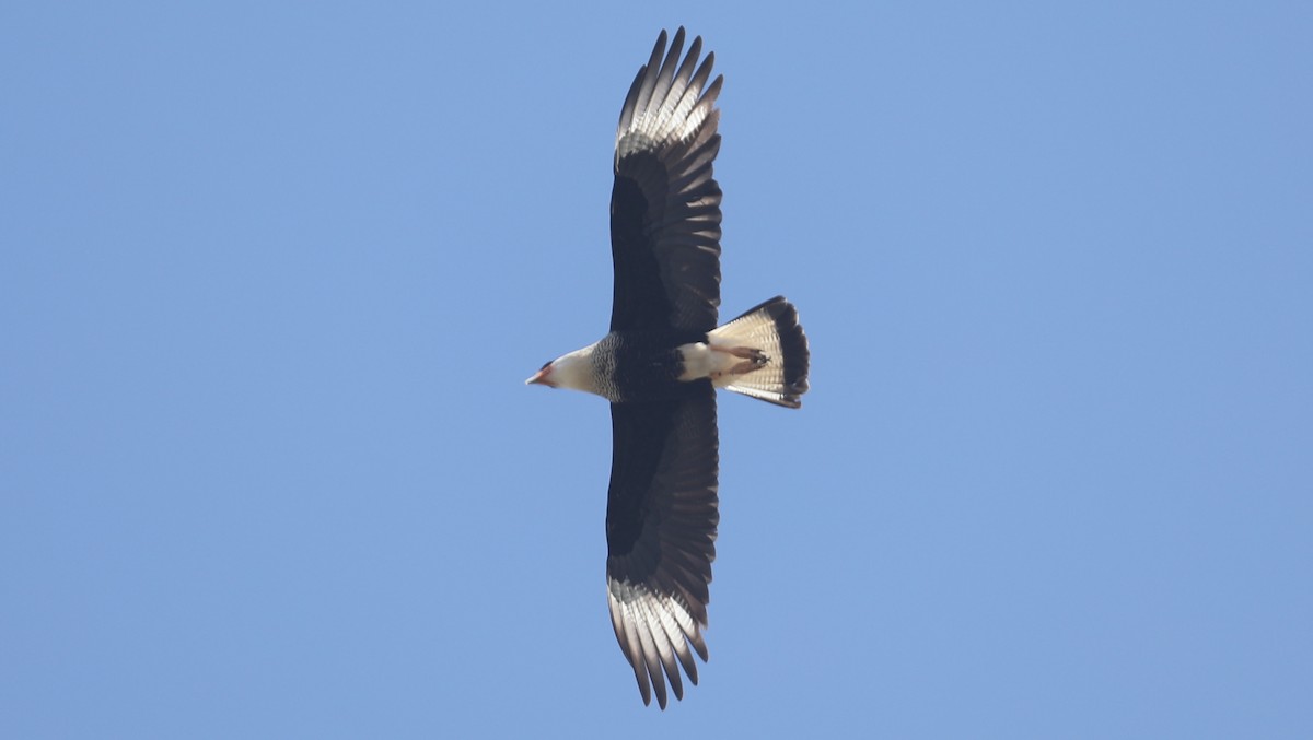 Crested Caracara (Northern) - Andrew Orgill