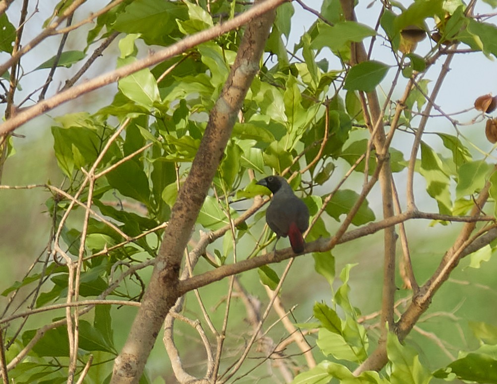 Black-faced Firefinch - Anonymous