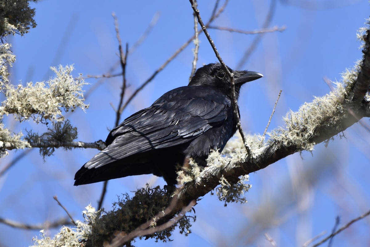 American Crow - Christopher Veale