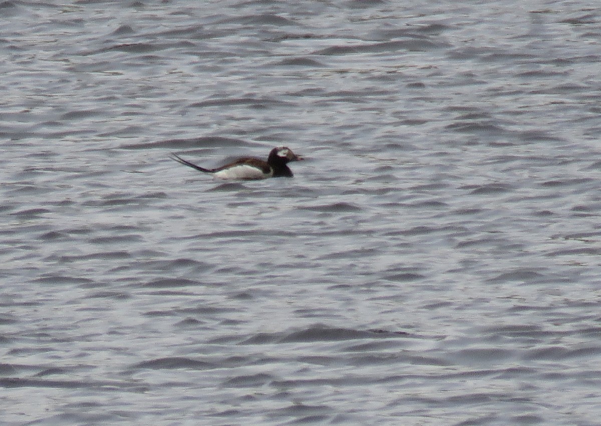 Long-tailed Duck - ML42811431