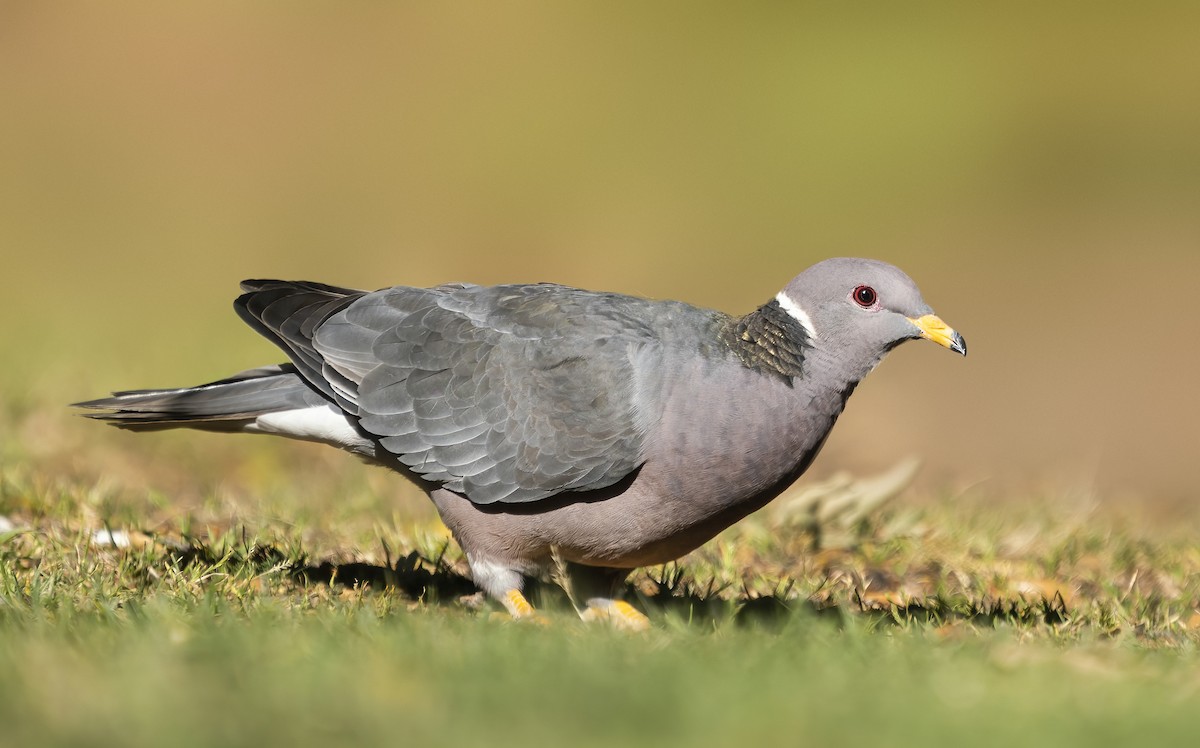Band-tailed Pigeon - ML428121241