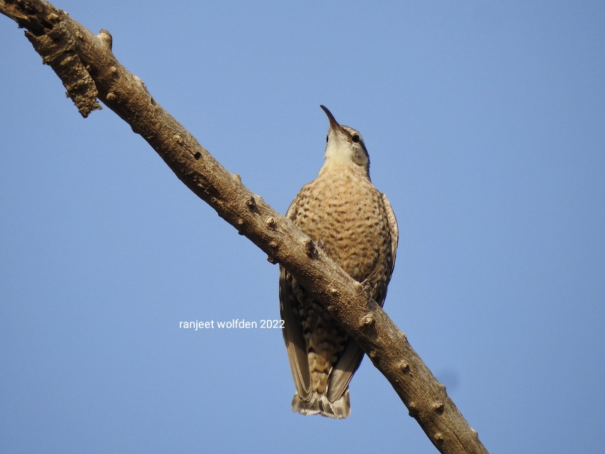 Indian Spotted Creeper - ML428122271