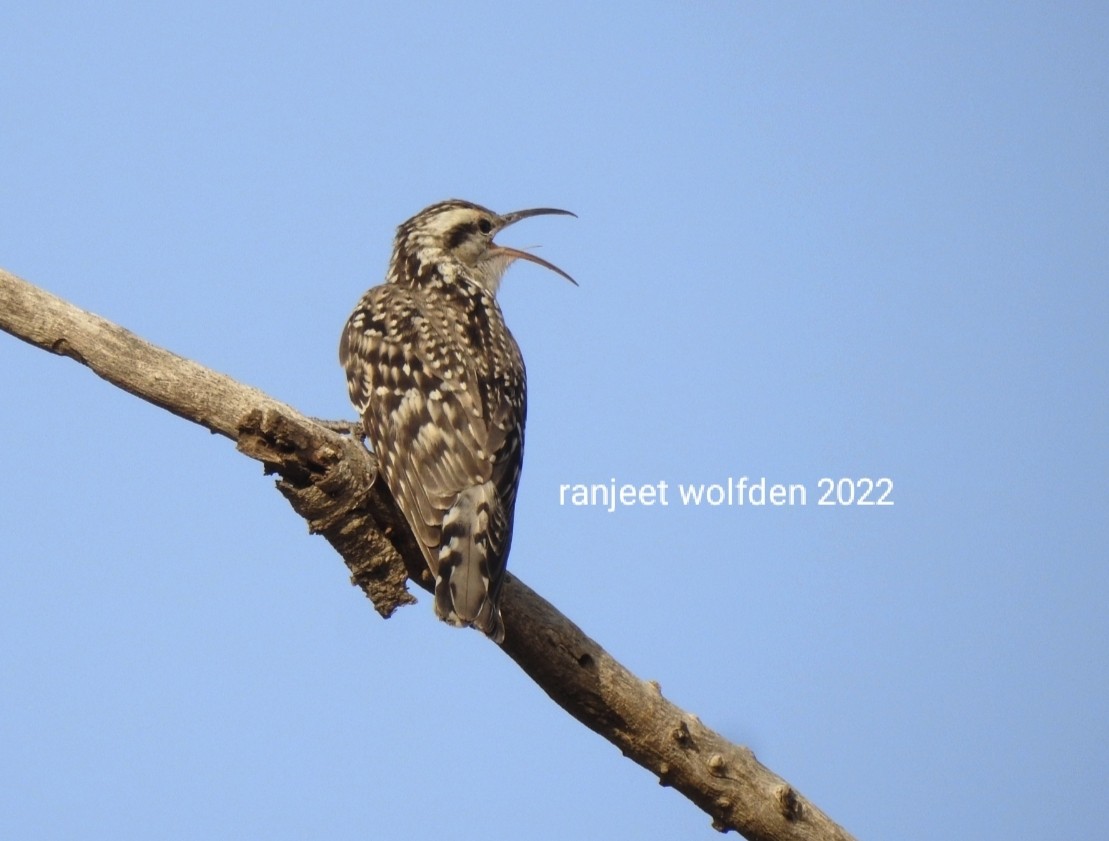 Indian Spotted Creeper - Ranjeet Singh