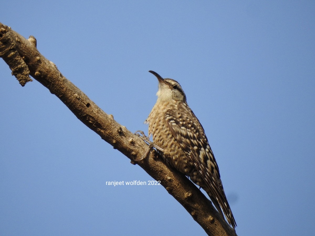 Indian Spotted Creeper - ML428122611