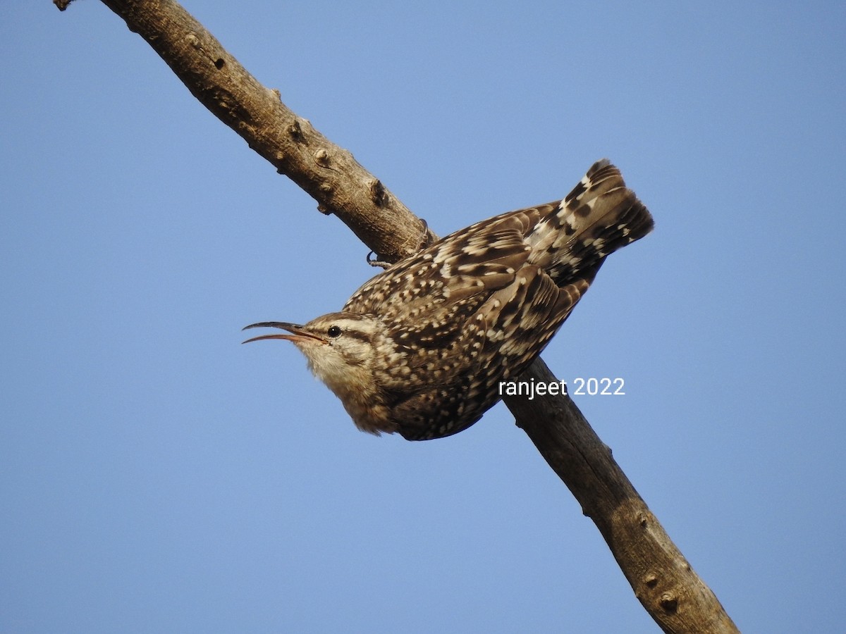 Indian Spotted Creeper - ML428122801