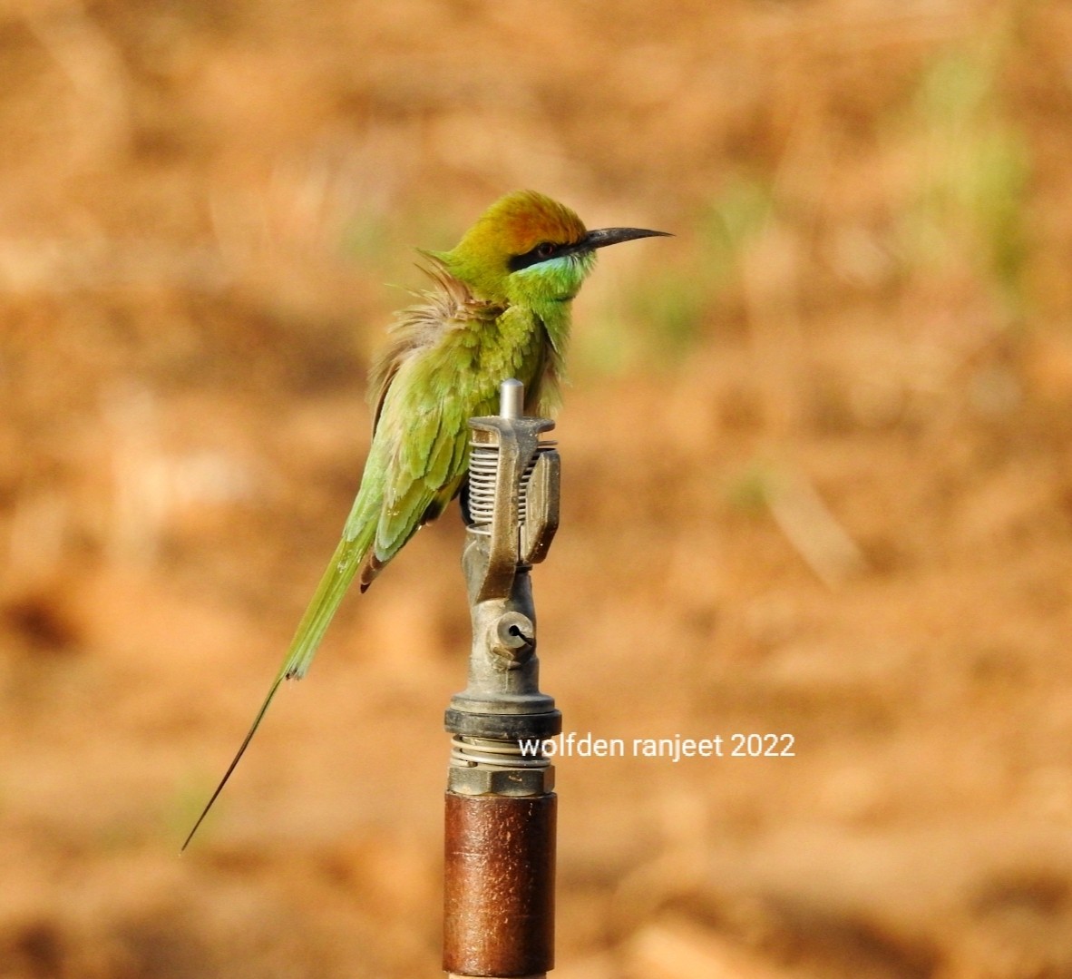 Asian Green Bee-eater - Ranjeet Singh