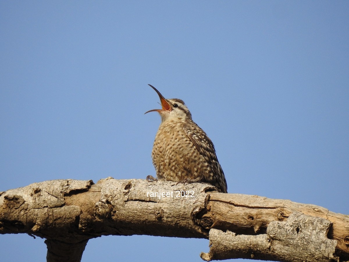 Indian Spotted Creeper - ML428122841