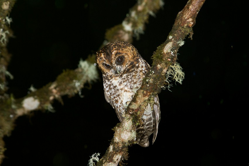 Rufous-banded Owl - ML42812491