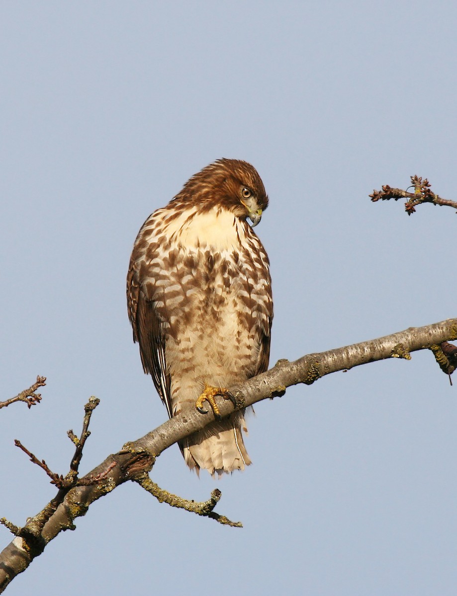 Red-tailed Hawk - ML428125521