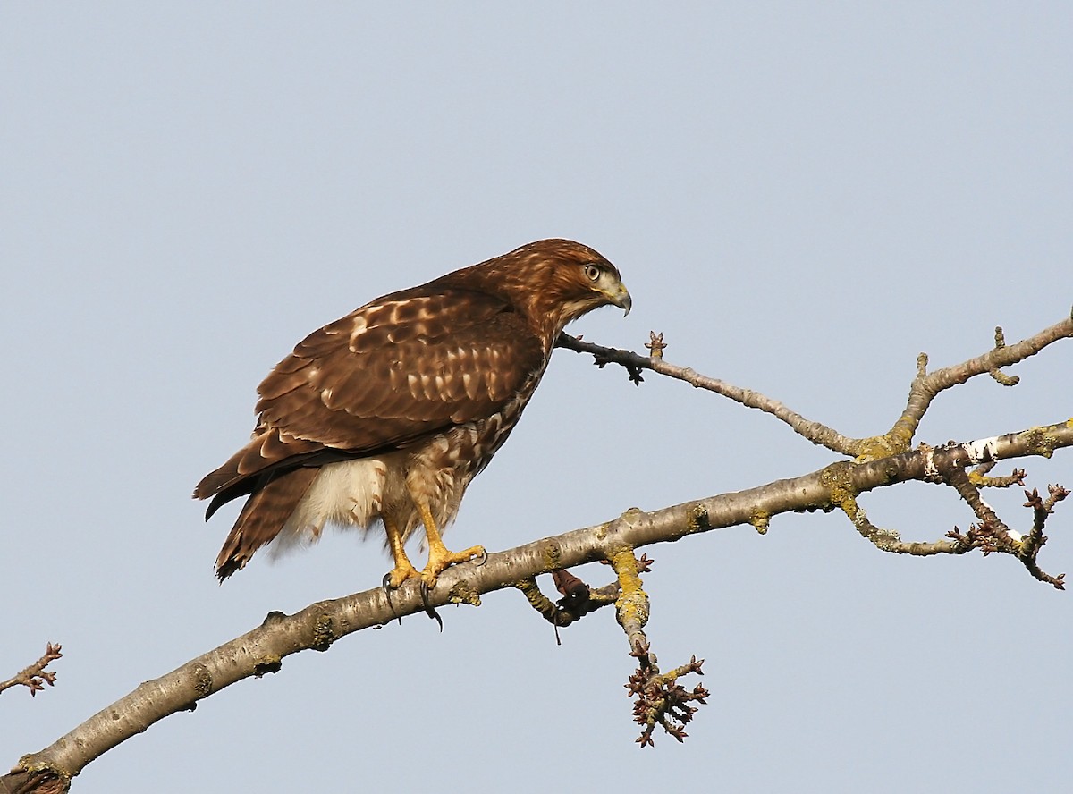 Red-tailed Hawk - ML428125561