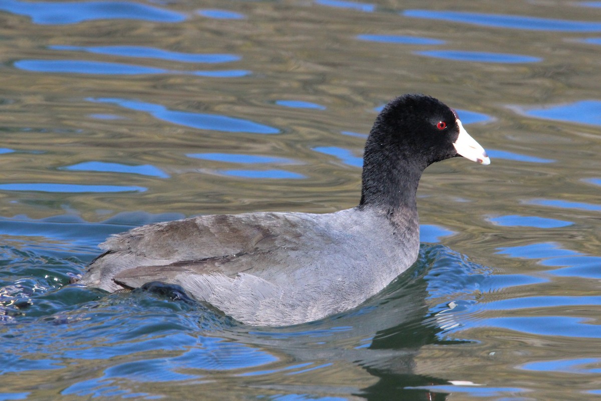American Coot (Red-shielded) - ML428126771