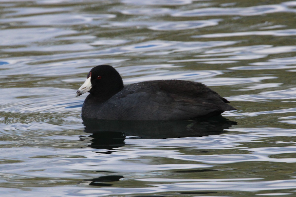 American Coot (Red-shielded) - ML428126841