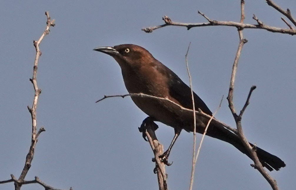 Great-tailed Grackle - ML428137081