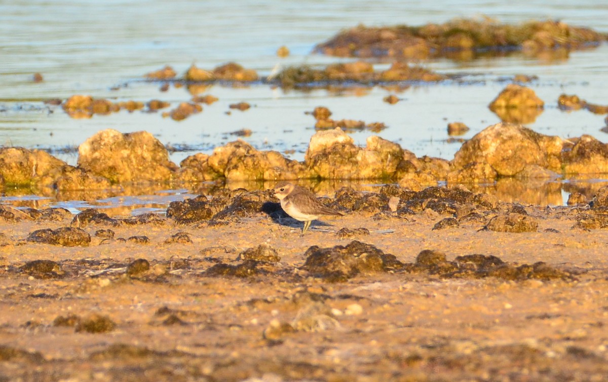 Double-banded Plover - ML428137261