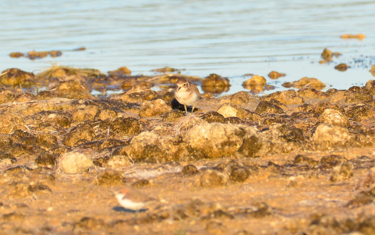 Double-banded Plover - ML428137301