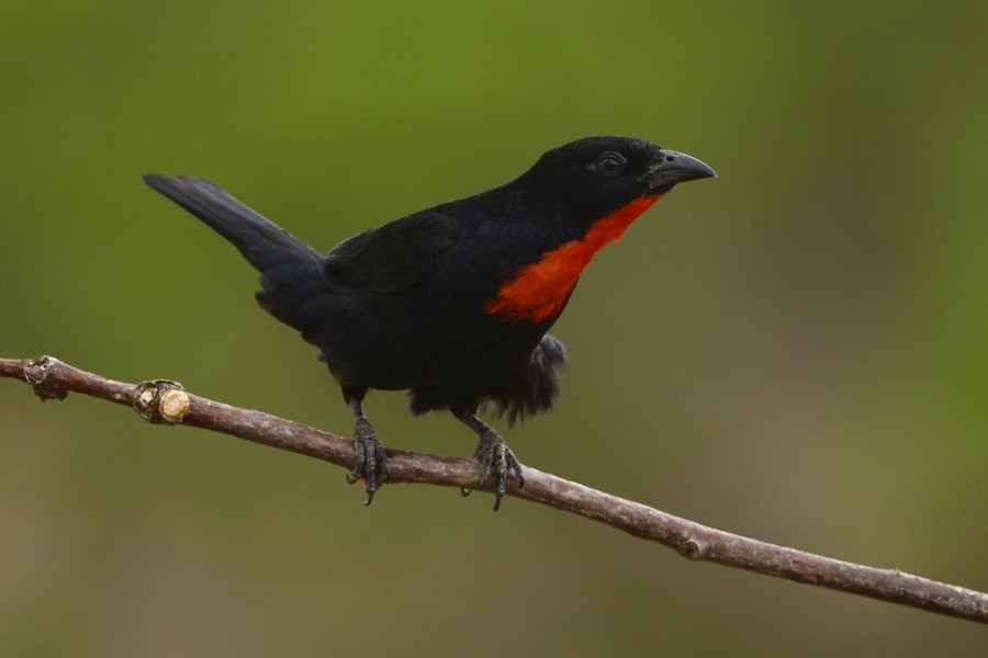 Scarlet-throated Tanager - Luiz Moschini