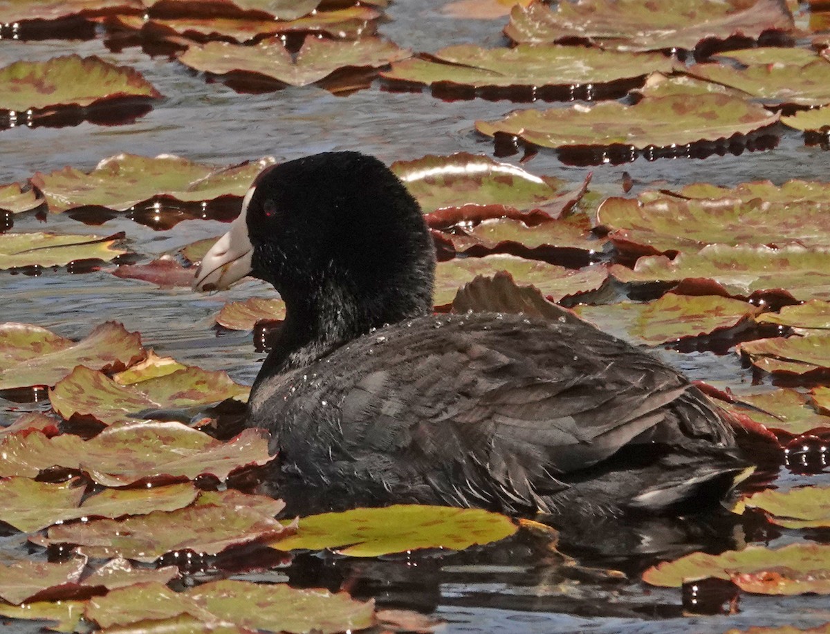 American Coot (Red-shielded) - ML428138291