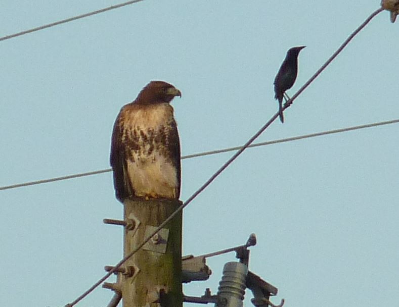 Red-tailed Hawk (umbrinus) - ML42813831